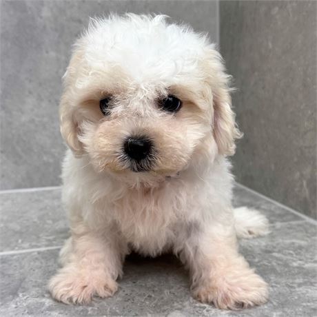 Teddybear 26380-01