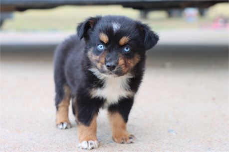 USDA CLEAN* ASDR Reg MINI AUSSIE