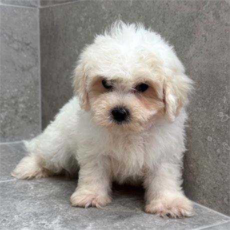 Teddybear 26380-04