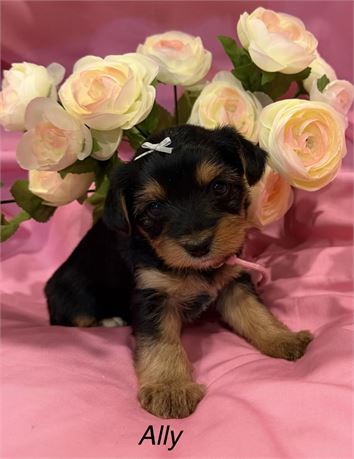 Young’s Little Yorkies
