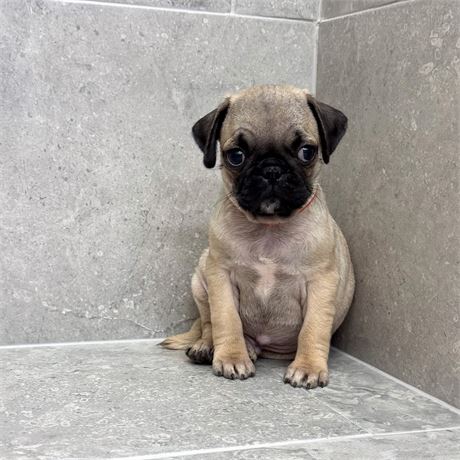 Pug 26381-03