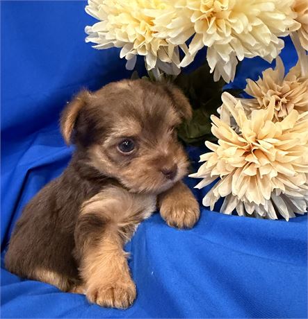 Young’s Little Yorkies