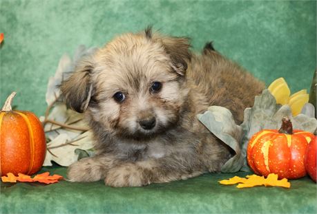 Frayna--UABR Female Havanese Cream Sable