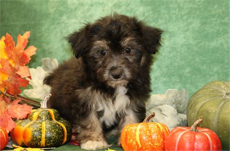 Fonzie--UABR Male Havanese Black/ Tan