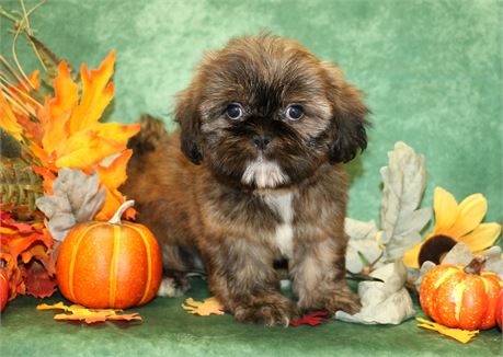 Freda--UABR Female Brindle Shih Tzu