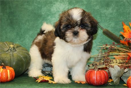 Farrah--UABR Female Brindle/ White Shih Tzu
