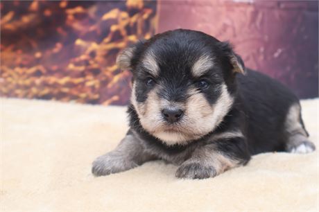 Male Morkie