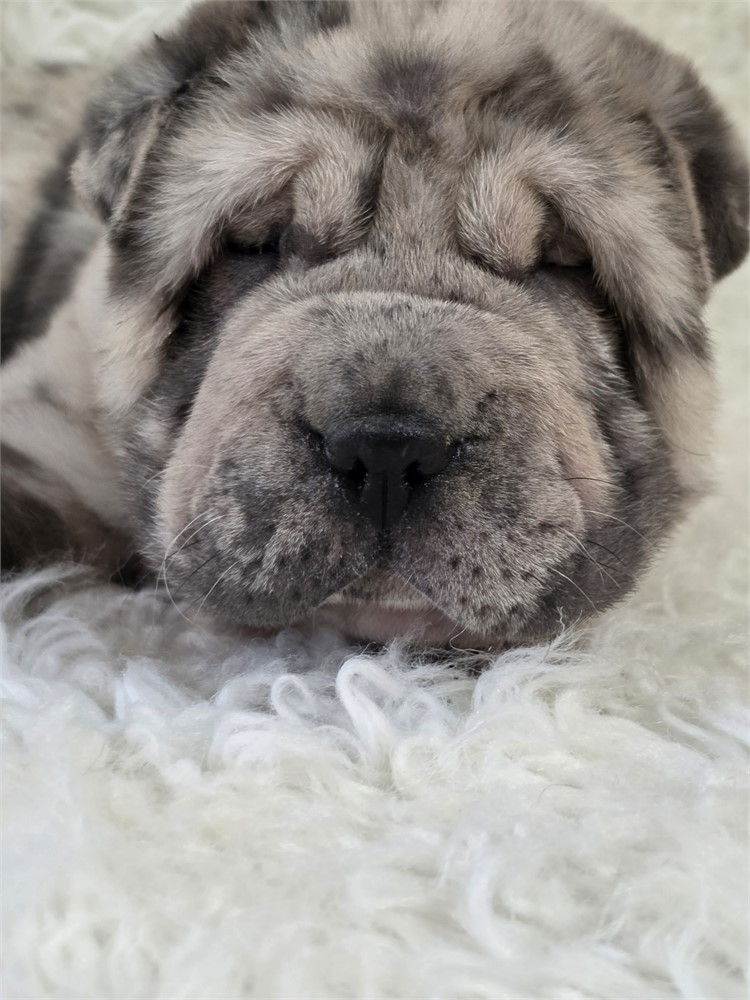 Mercedes is one classy mini gal