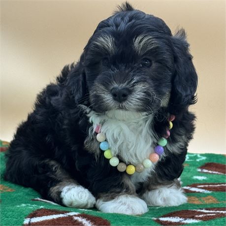 Mini F1B Female Goldendoodle