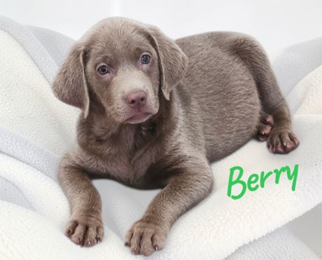 AKC Male Silver Lab