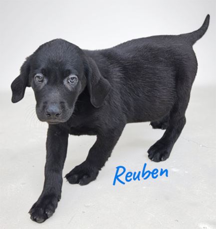 AKC Male Black Lab