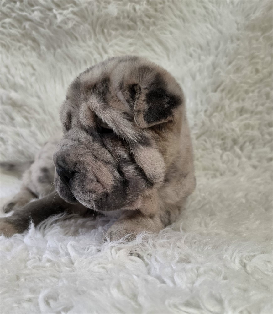 Mercedes is one classy mini gal
