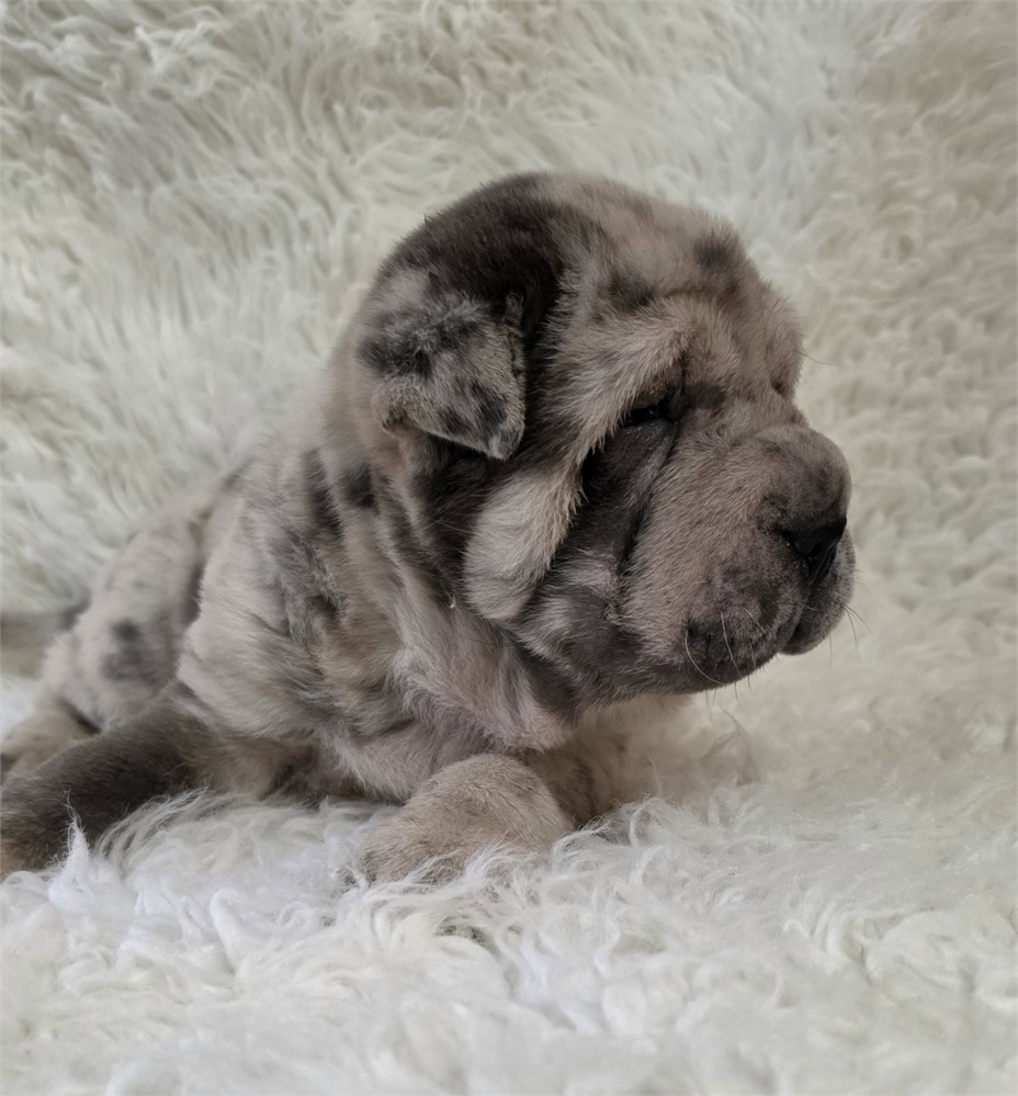 Mercedes is one classy mini gal