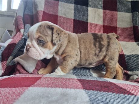AKC English bulldog female
