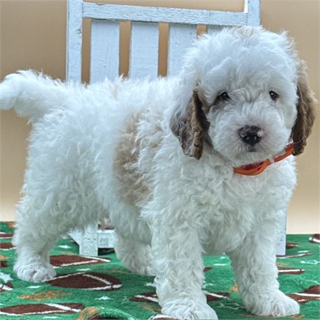Mini F1B Male Goldendoodle