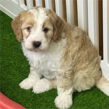Mini F1B Male Goldendoodle