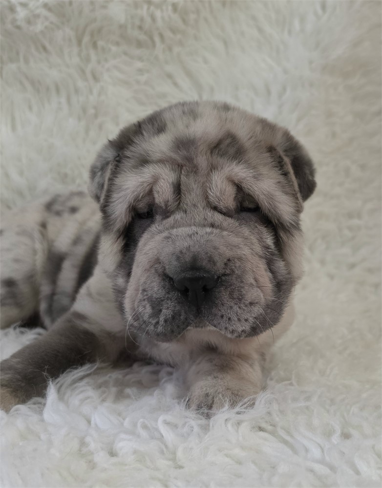 Mercedes is one classy mini gal