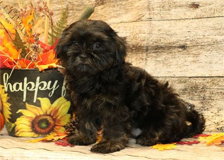 Sunshine--Female Black/ Tan Shih Tzu UABR