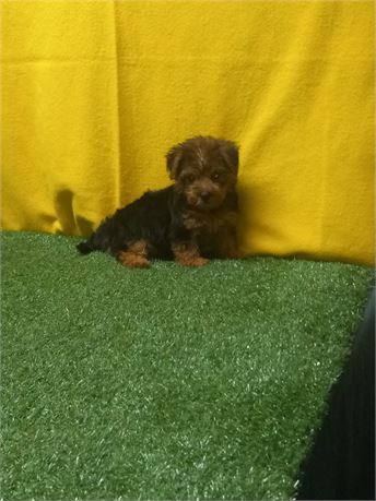 * Hunter * Morkie boy