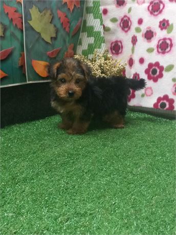 * Hurley * Morkie boy