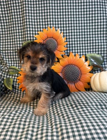Morkie - Pistachio’s # 1 (M)