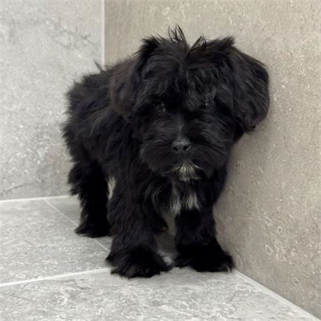 Yorkiepoo 26393-01