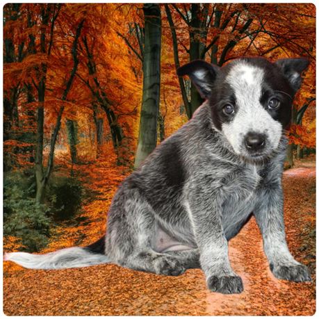 Heeler 26398-02