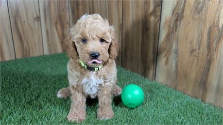 Red Mini Poodle