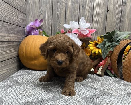 Female Mini GoldenDoodle