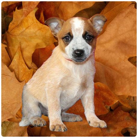 Heeler 26398-05