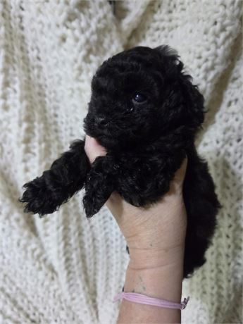 Toy poodle boy (Parton)