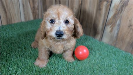 Red Male Mini Poodle