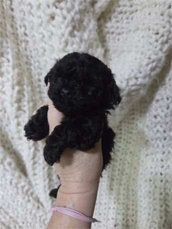 Toy poodle girl (Curry)