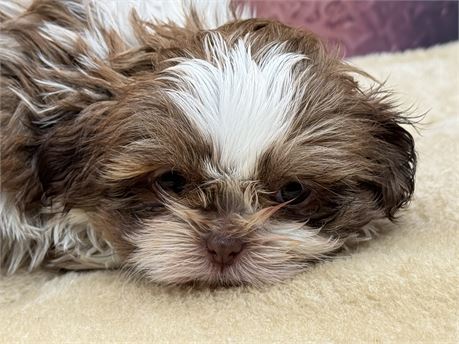 Imperial Male Shih tzu