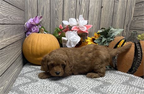 Female Mini GoldenDoodle