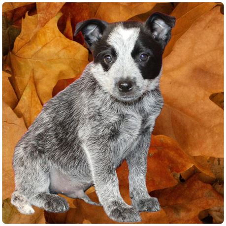 Heeler 26398-01