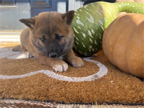 Adorable Female Shiba