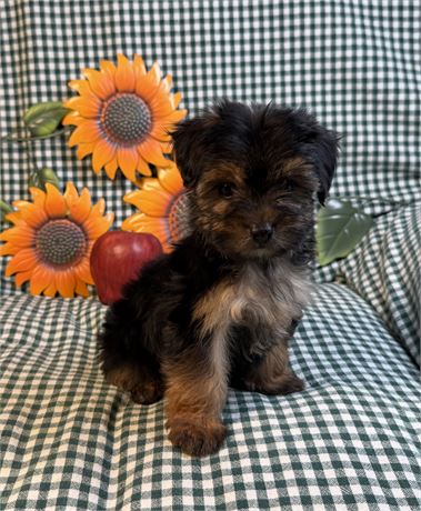 Morkie - Pistachio’s # 3 (F)