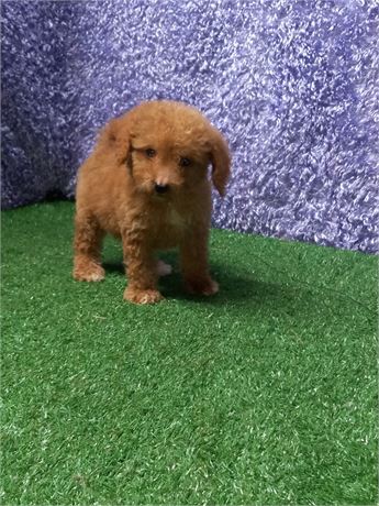 * Ava * Maltipoo girl