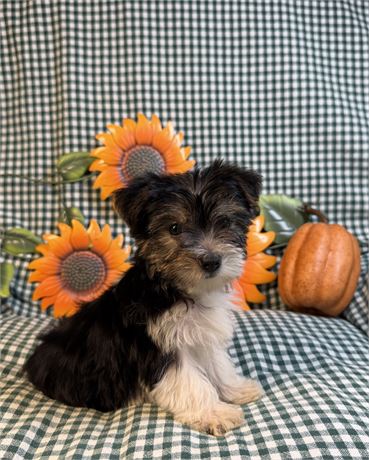 Morkie - Pistachio’s # 4 (F)