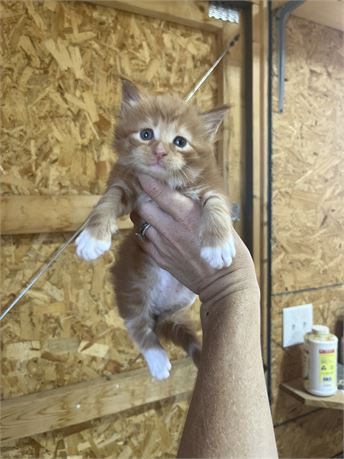 Mainecoon blue