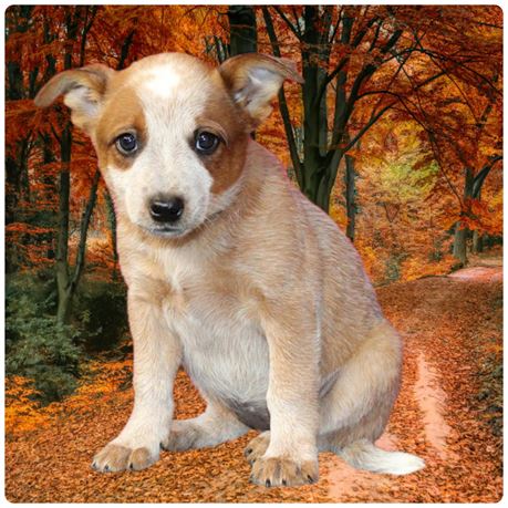 Heeler 26398-04