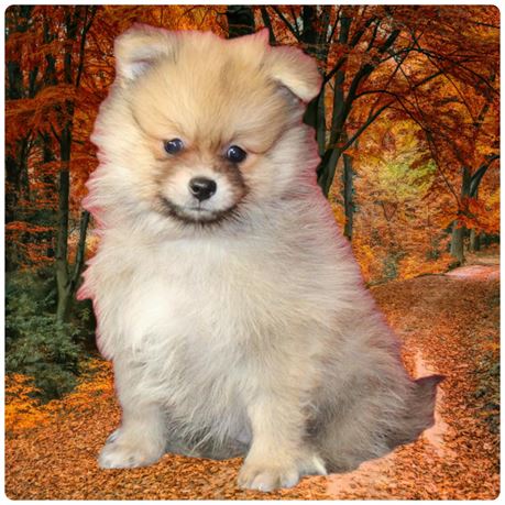 Pomeranian 26402-01