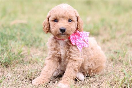 USDA CLEAN* ICA REG Toy Goldendoodles