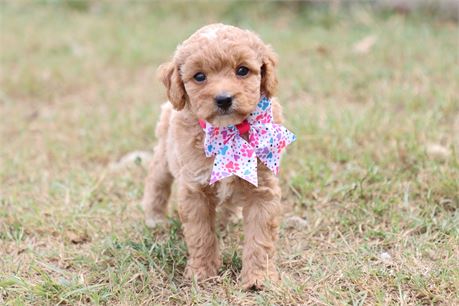 USDA CLEAN* ICA REG Toy Goldendoodles