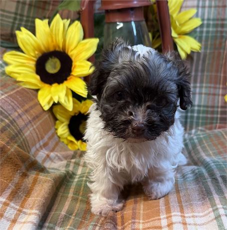 Havanese - Stella’s # 1 (M)