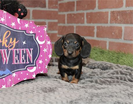 BLACK/TAN FEMALE DACHSHUND 3219