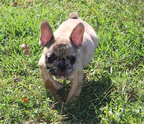 Merle