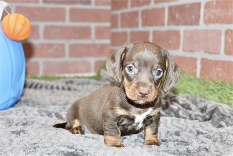 CHOCOLATE/TAN MALE DACHSHUND 3216