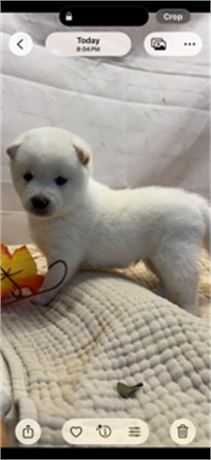 Yuki